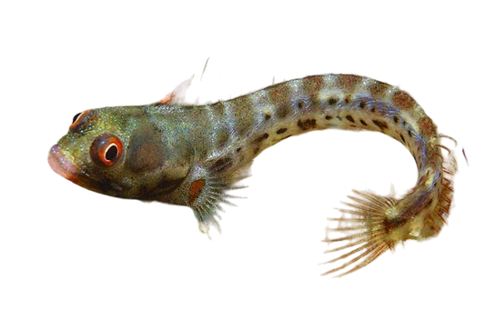 Panamic Barnacle Blenny