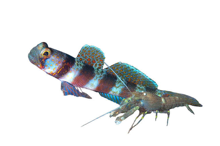 Broad Banded Shrimp Goby