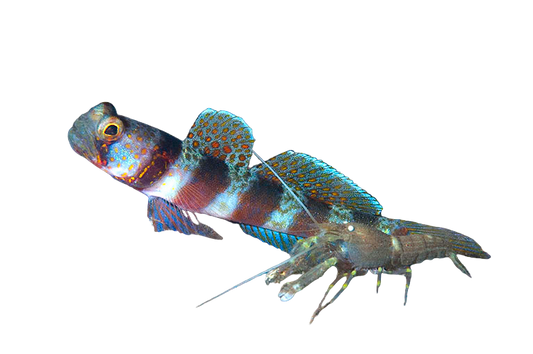 Broad Banded Shrimp Goby