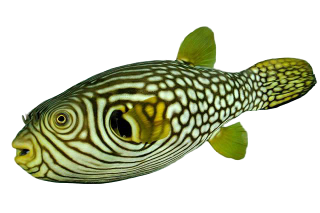 Reticulated Puffer