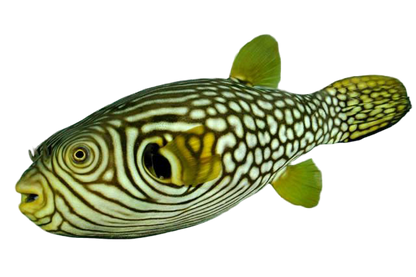 Reticulated Puffer