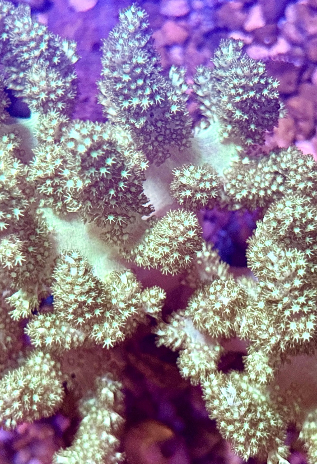 Neon Green Kenya Tree Colony