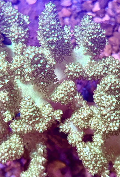 Neon Green Kenya Tree Colony