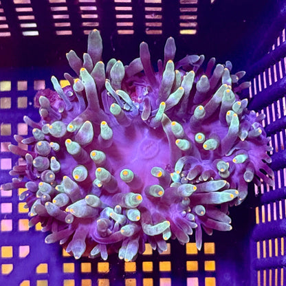 WYSIWYG Anemone #2
