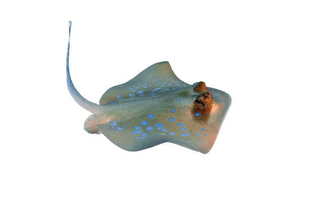 Masked Blue Spot Stingray - Easier to Keep