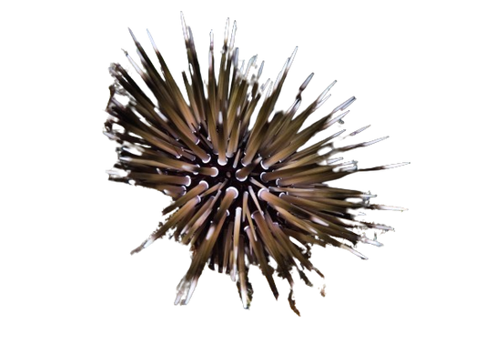 Rock Burrowing Shortspine Urchin