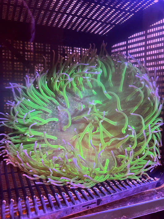 WYSIWYG Anemone #16