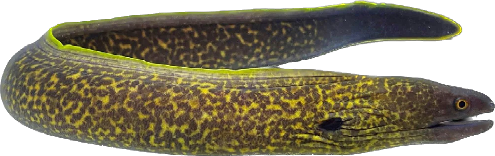 Yellow-margained Moray-eel