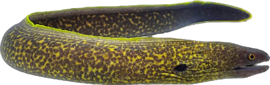 Yellow-margained Moray-eel
