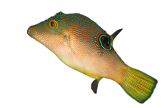 Fingerprint Toby Puffer