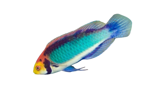 Solar Fairy Wrasse