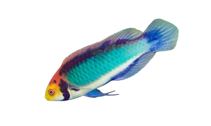 Solar Fairy Wrasse