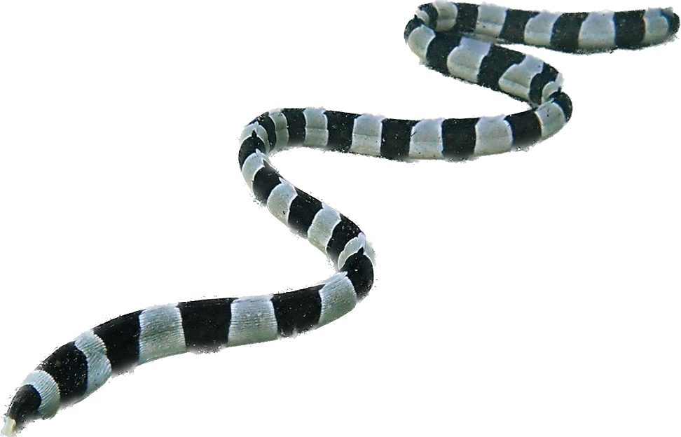 Harlequin Snake Eel