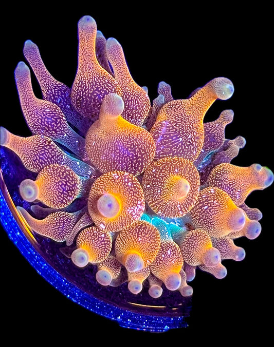 WYSIWYG Anemone #38
