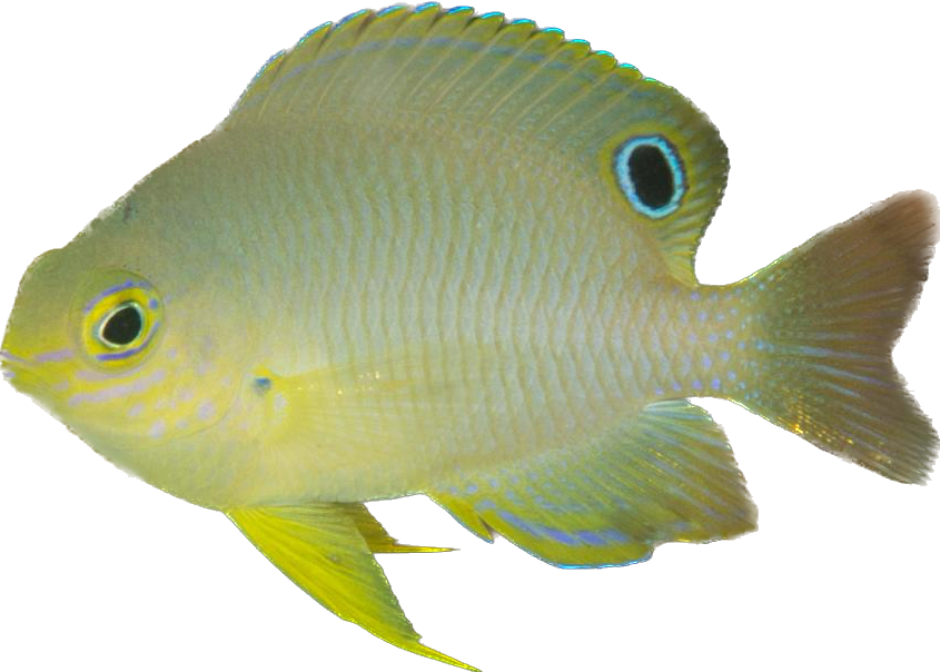 Ambon Damsel