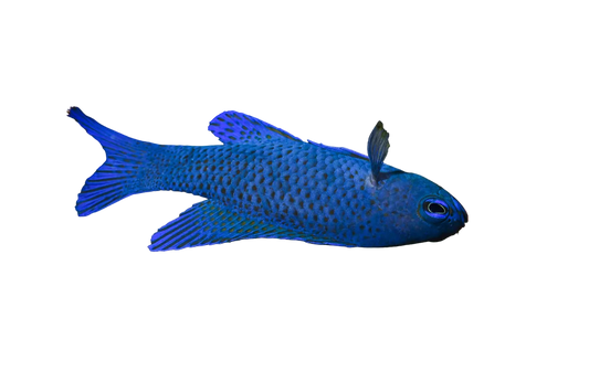 Blue Assessor