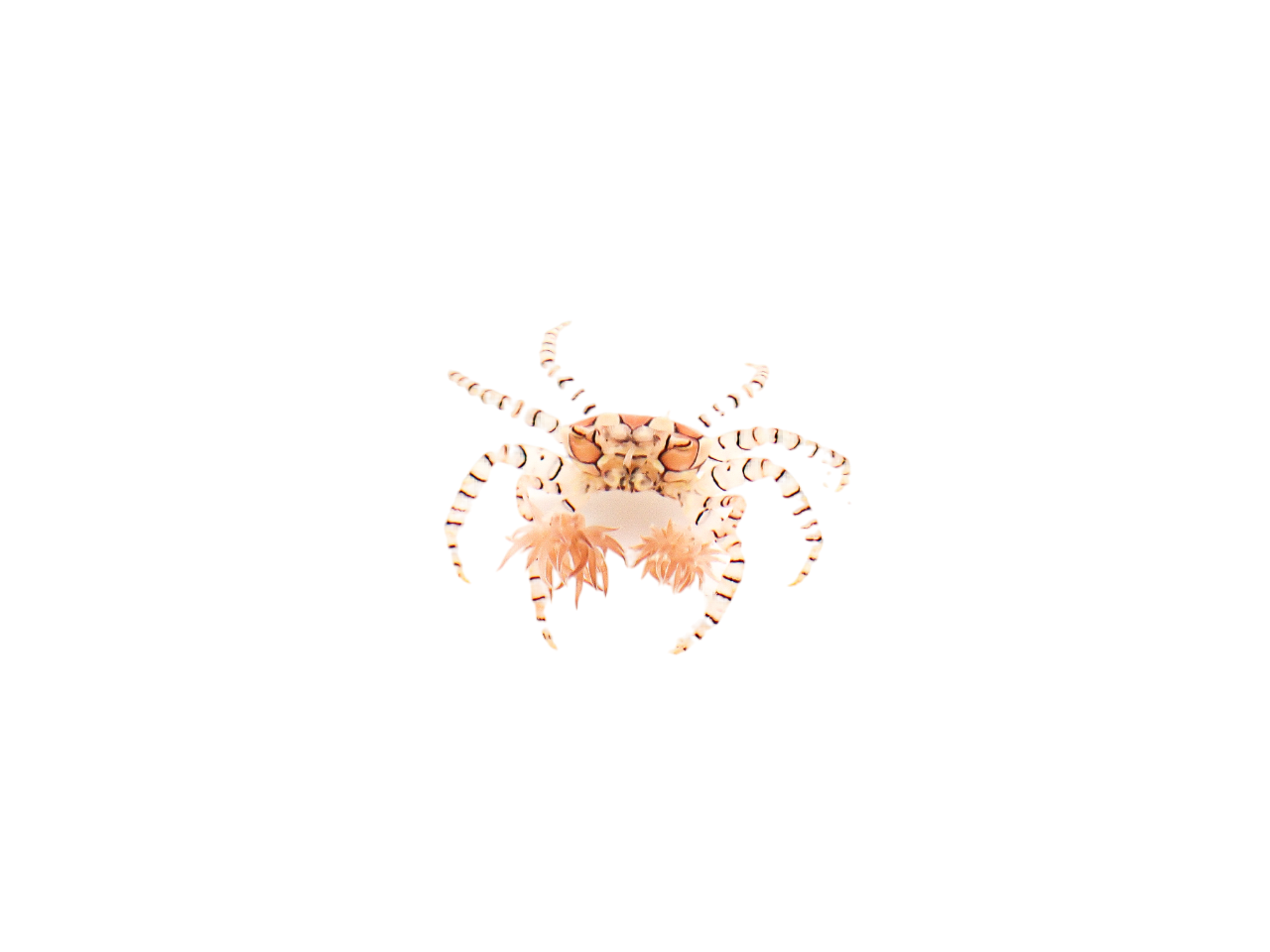 Pom Pom Anemone Crab