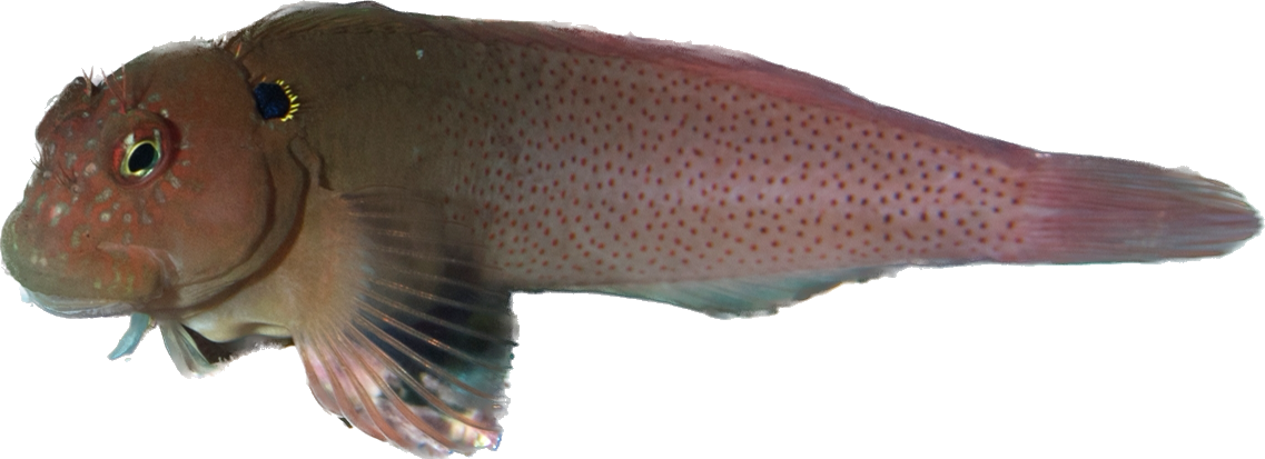 Blackflap Blenny