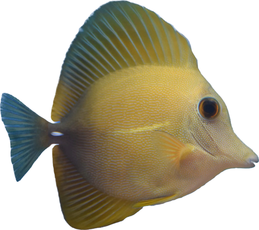 Yellow Scopas Tang M