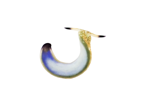 Detritus Feeding Nudibranch