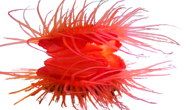 Flame Scallop