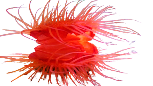 Flame Scallop