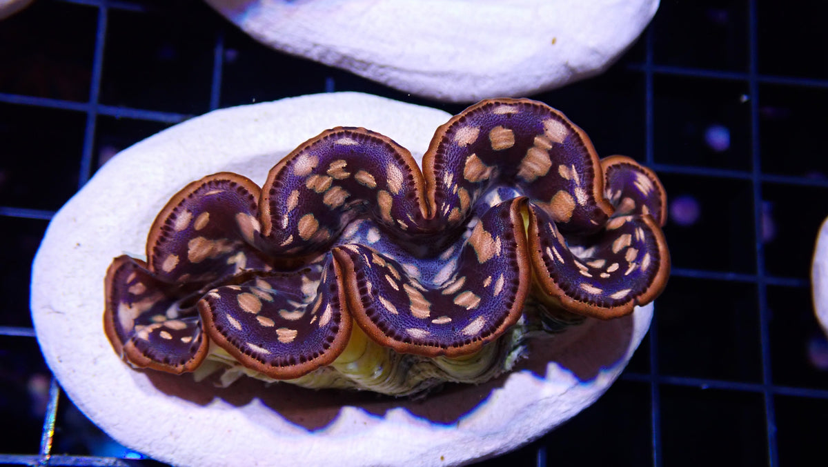 Gold Maxima Clam