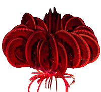 Feather Sea Star - Red