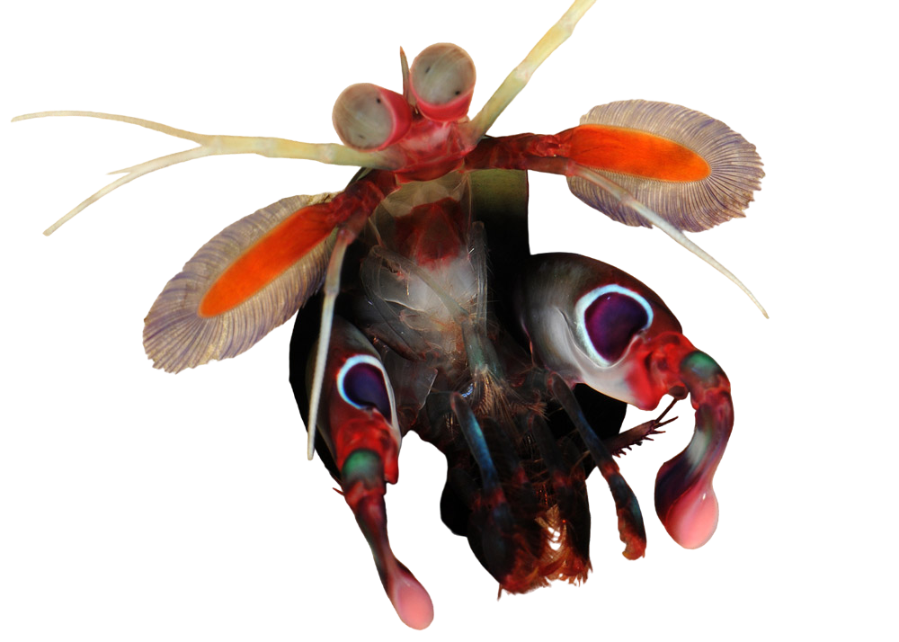 Purple Spot Mantis Shrimp