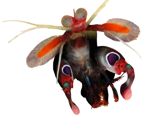 Purple Spot Mantis Shrimp