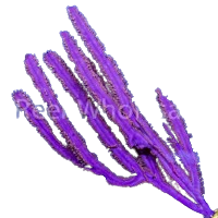 Purple Blade Photosynthetic Gorg - Easy to keep