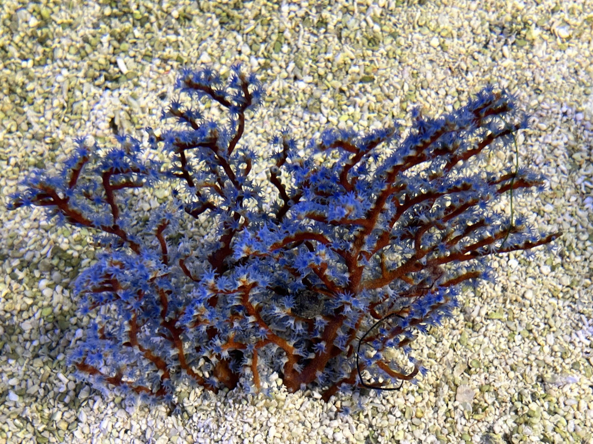 Gorgonia Blueberry Non-Photosynthetic Gorg - Requires Feeding