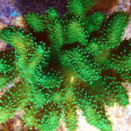 Neon Green Lobophytum Colony
