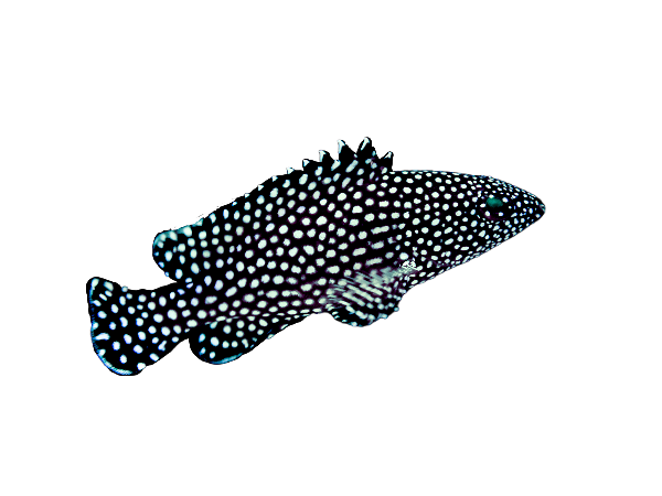 White Spotted Grouper M