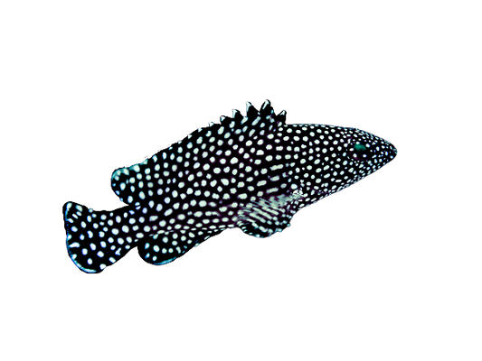 White Spotted Grouper M