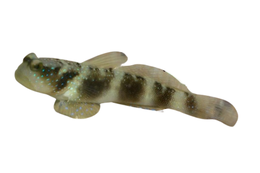 Y-Bar Shrimp Goby
