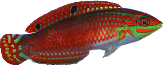 Red Lined Wrasse S