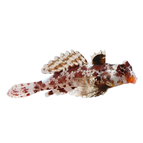 Starry Dragonet M