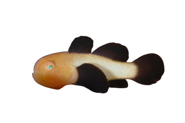 Panda Clown Goby