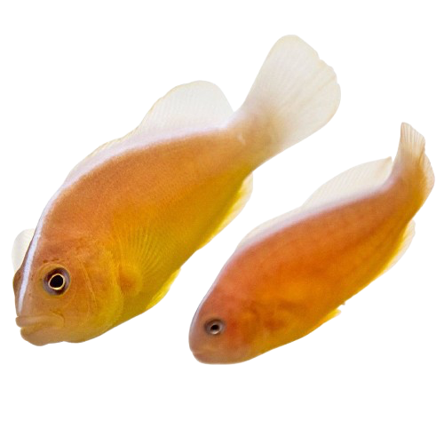 Orange Skunk Clownfish Pair (M/F)