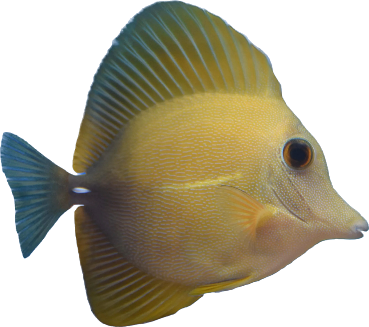 Yellow Scopas Tang L