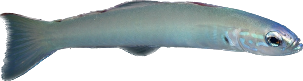 Blacktail Dartfish