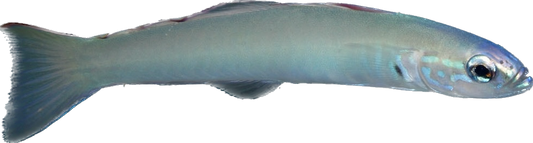 Blacktail Dartfish