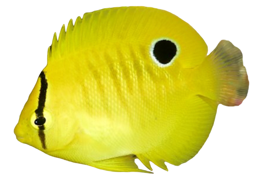 Flagfin Angel S