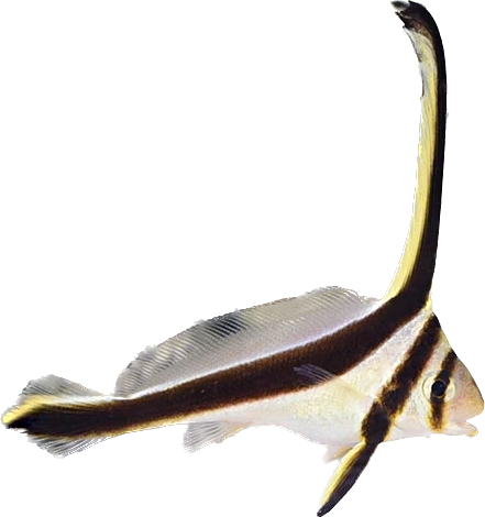 Jack-knifefish L
