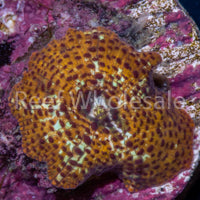 Golden Leopard Discosoma Mushroom