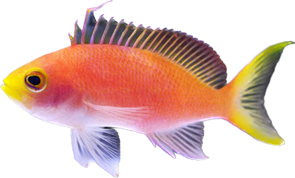 Randal's Anthia Female
