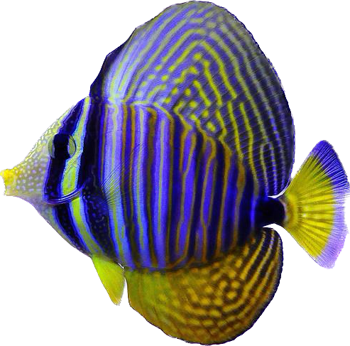 Desjardinii Sailfin Tang M