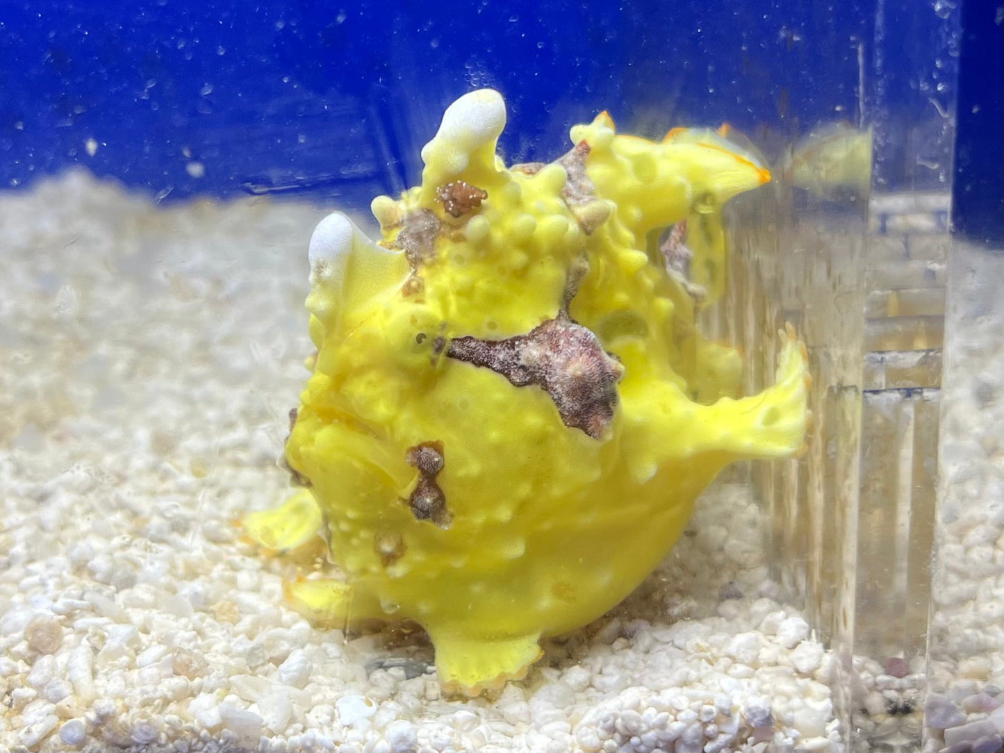 WYSIWYG Frogfish #6