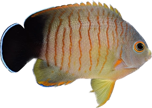 Eibli Angel S
